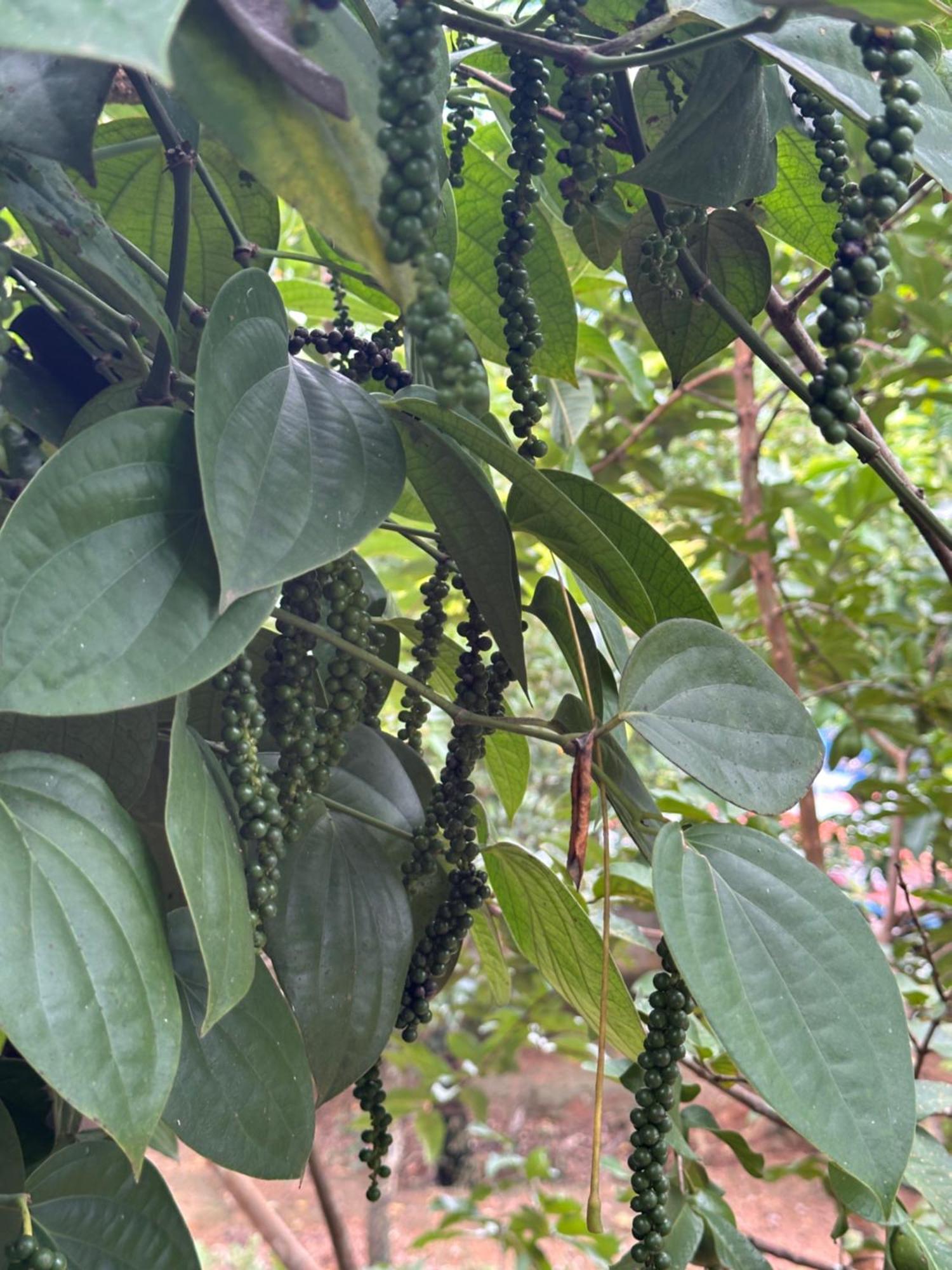 Kattil Farm Stay Varkala Thiruvananthapuram Dış mekan fotoğraf