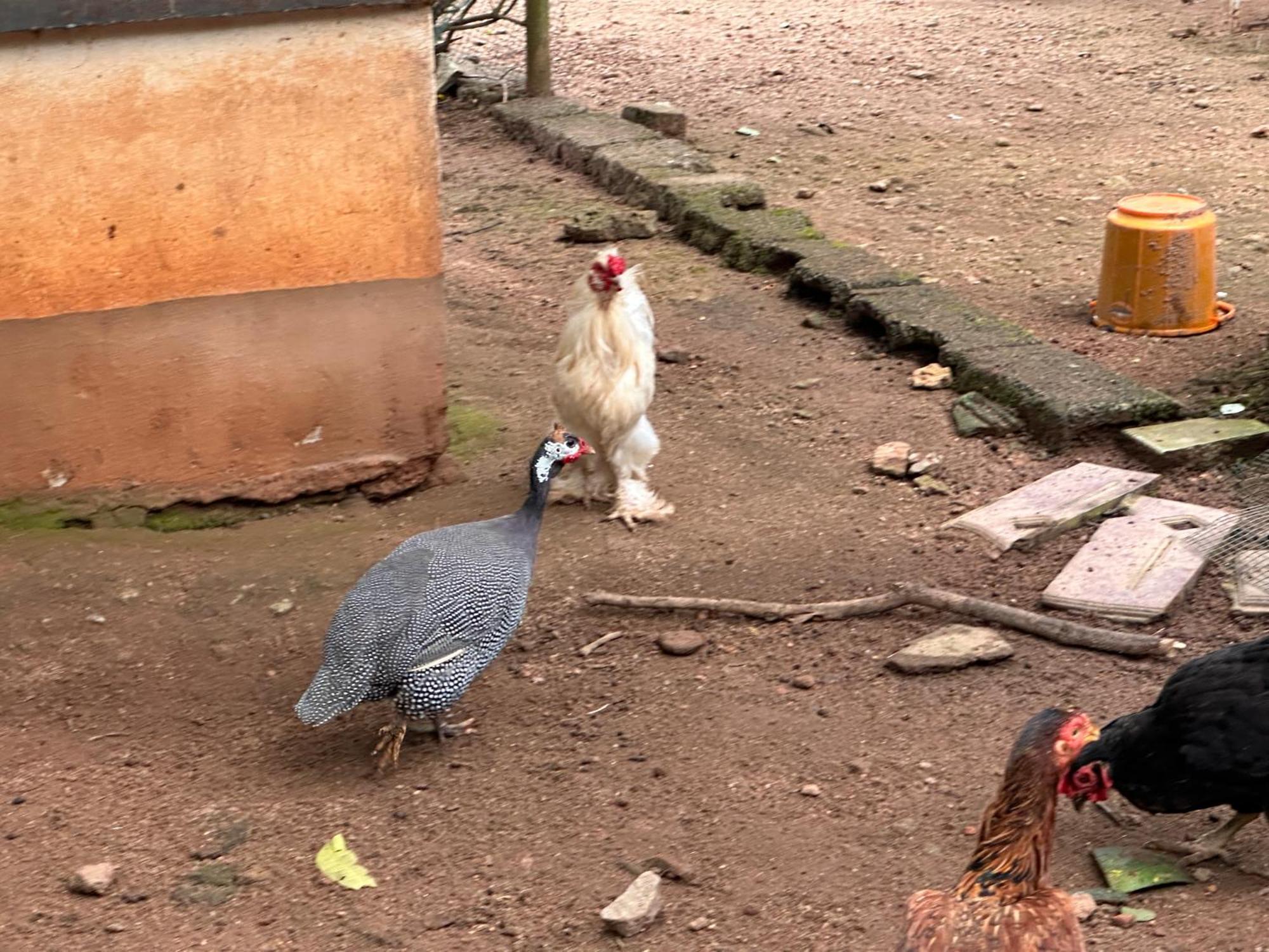 Kattil Farm Stay Varkala Thiruvananthapuram Dış mekan fotoğraf