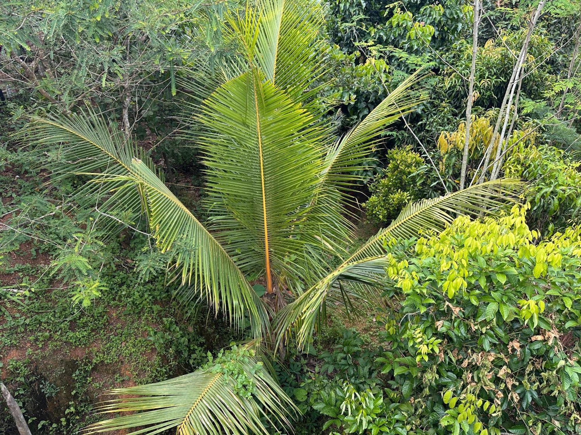 Kattil Farm Stay Varkala Thiruvananthapuram Dış mekan fotoğraf
