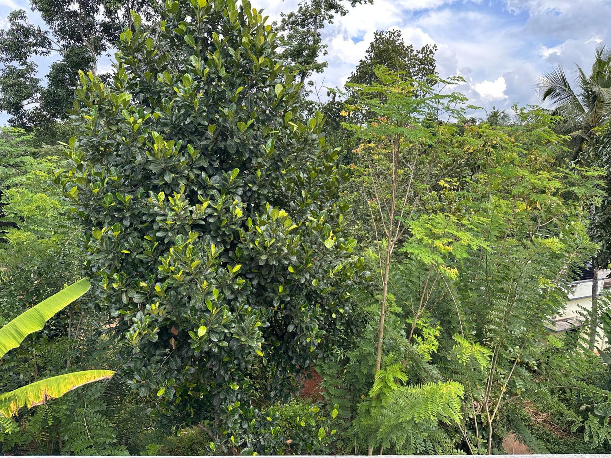 Kattil Farm Stay Varkala Thiruvananthapuram Dış mekan fotoğraf
