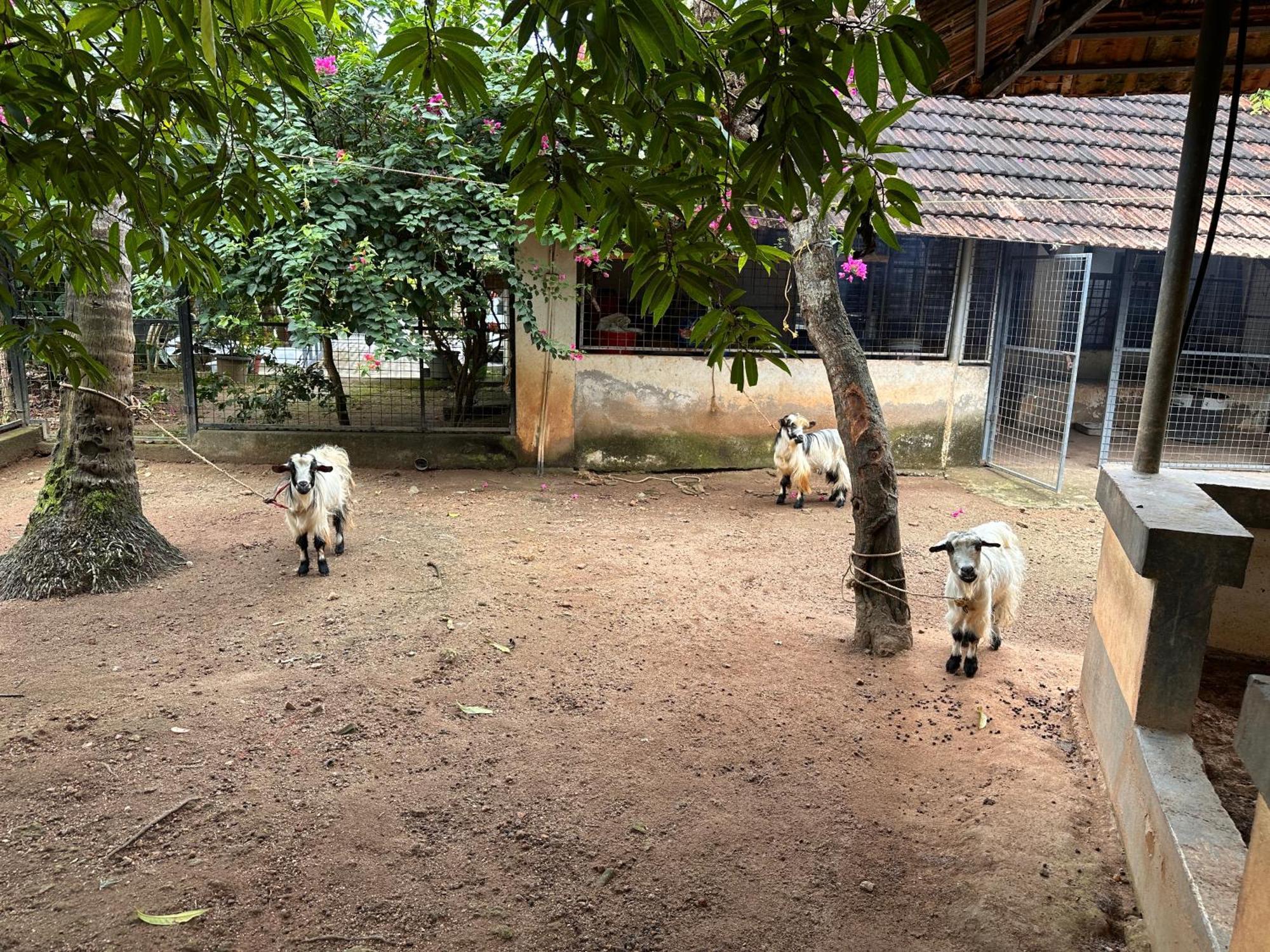 Kattil Farm Stay Varkala Thiruvananthapuram Dış mekan fotoğraf
