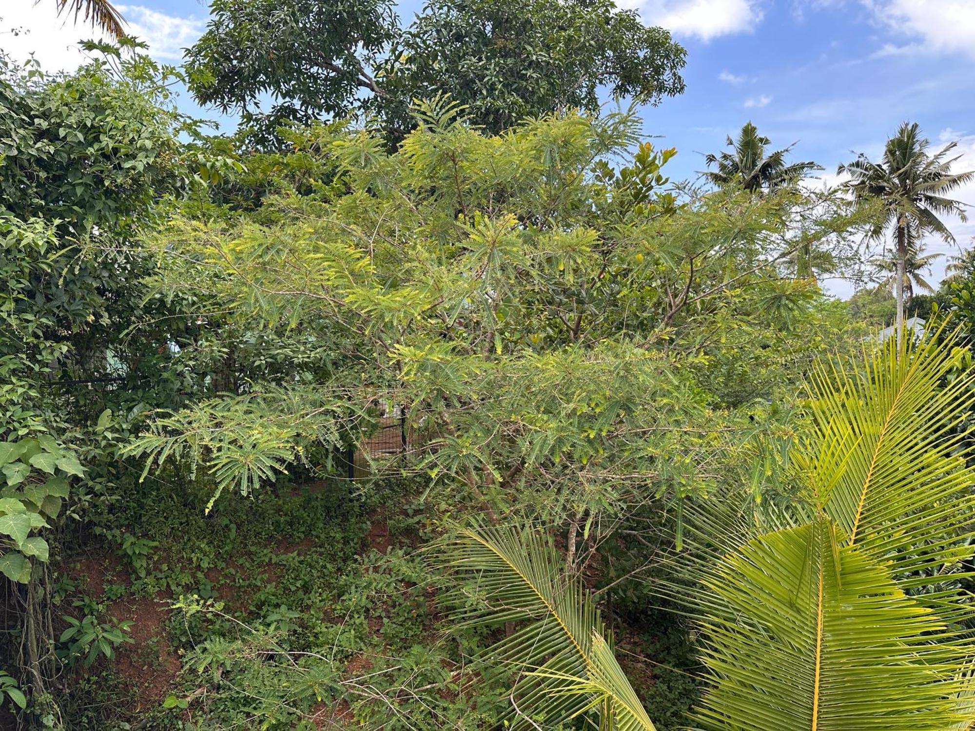 Kattil Farm Stay Varkala Thiruvananthapuram Dış mekan fotoğraf