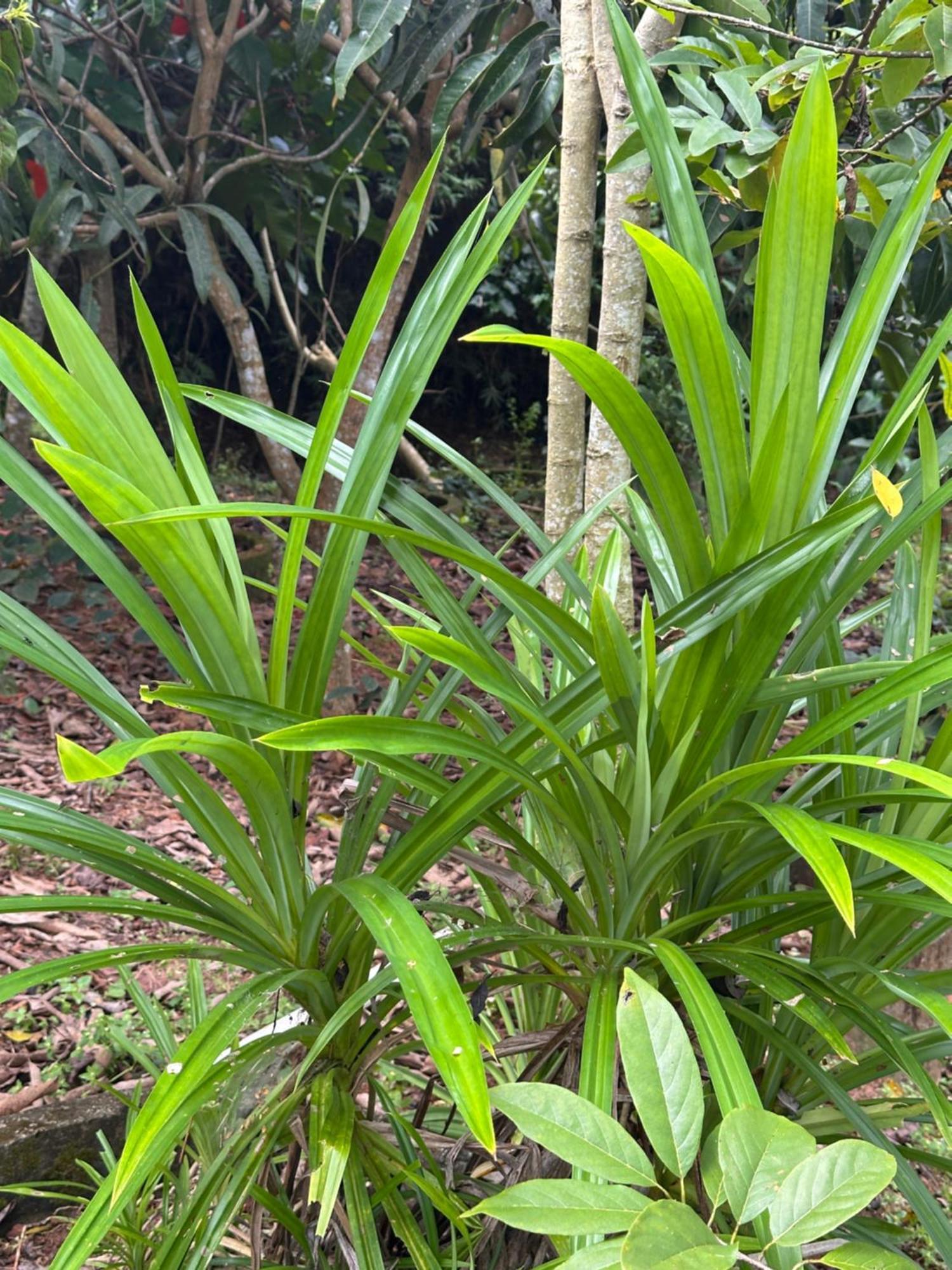 Kattil Farm Stay Varkala Thiruvananthapuram Dış mekan fotoğraf