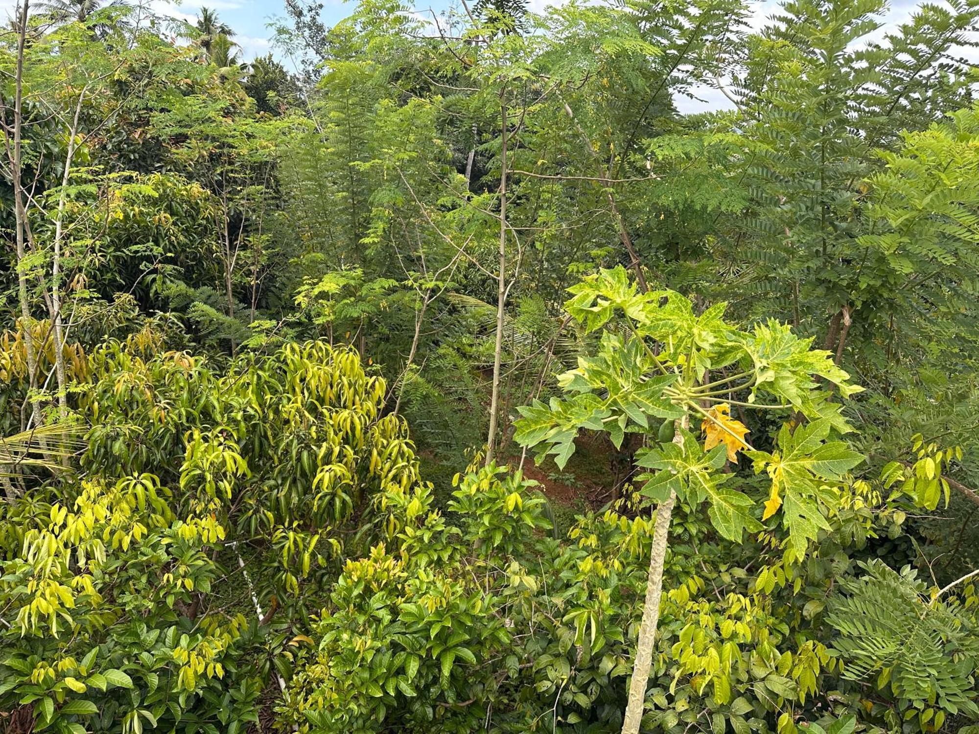 Kattil Farm Stay Varkala Thiruvananthapuram Dış mekan fotoğraf