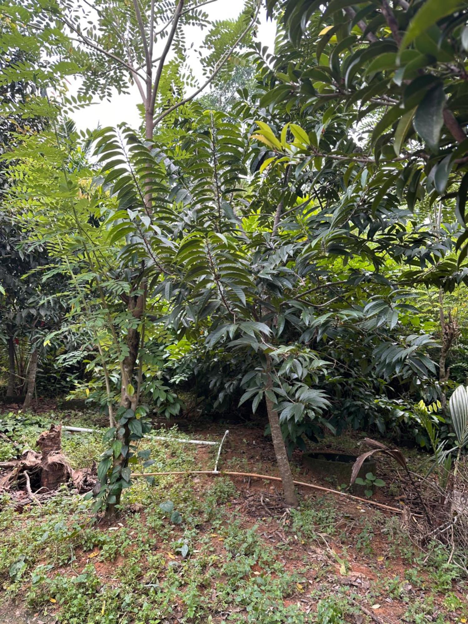 Kattil Farm Stay Varkala Thiruvananthapuram Dış mekan fotoğraf