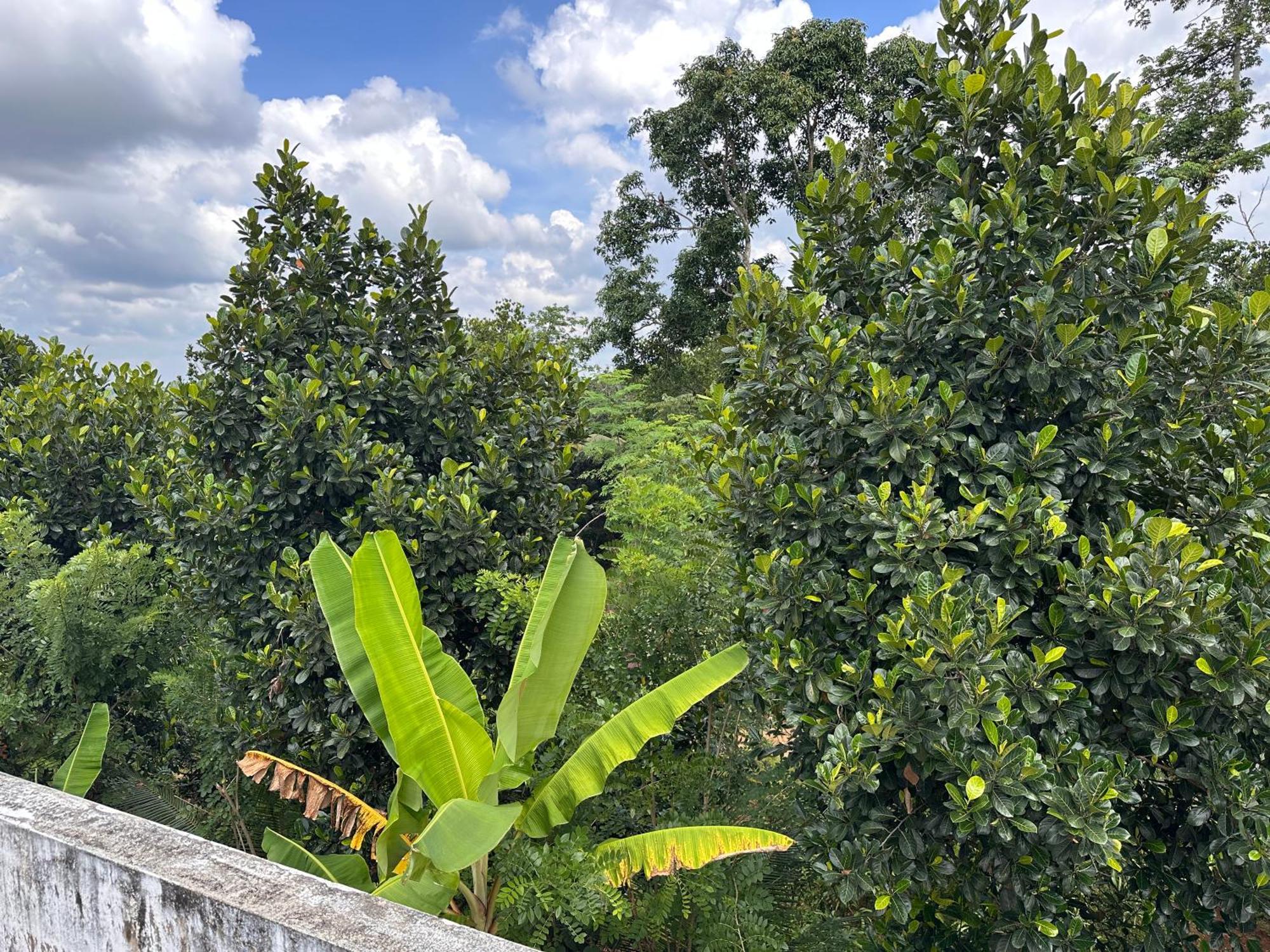 Kattil Farm Stay Varkala Thiruvananthapuram Dış mekan fotoğraf