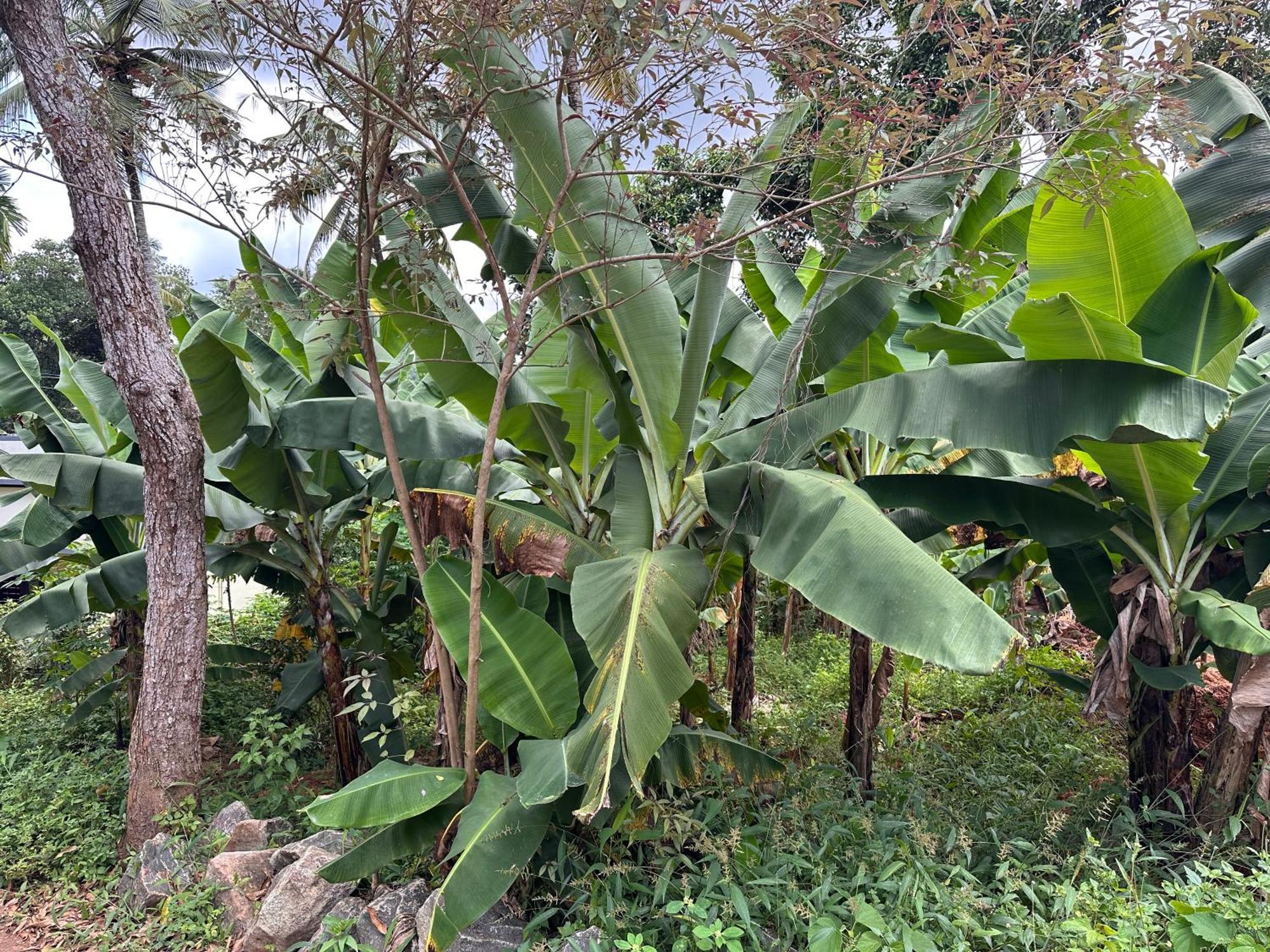 Kattil Farm Stay Varkala Thiruvananthapuram Dış mekan fotoğraf