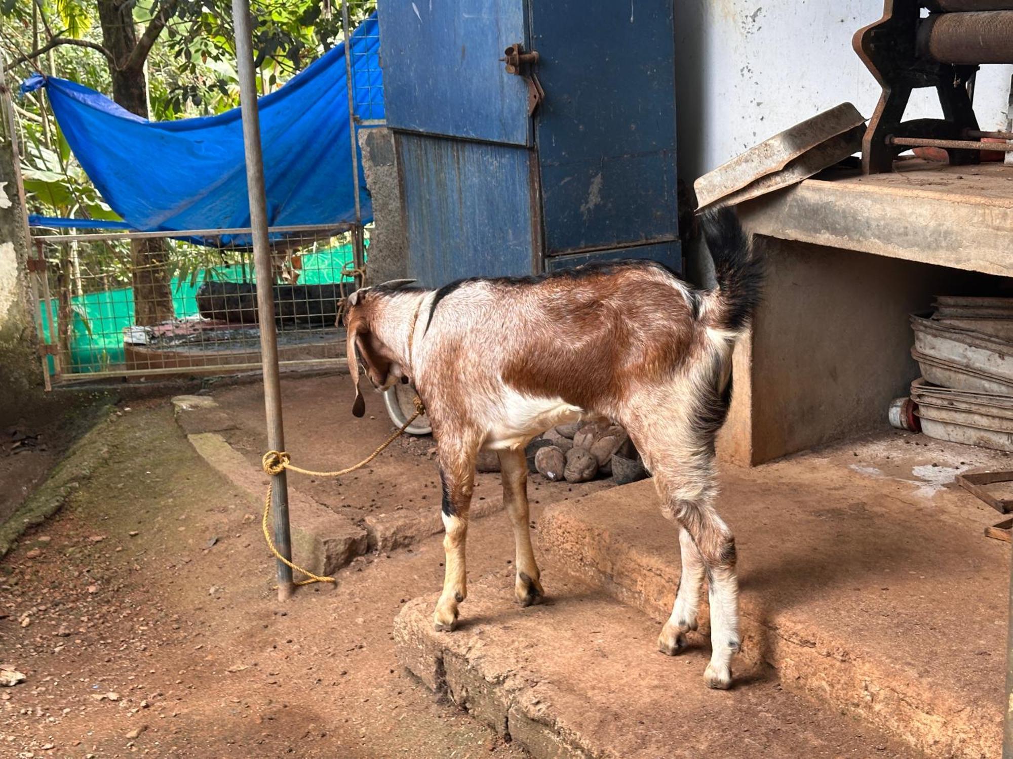 Kattil Farm Stay Varkala Thiruvananthapuram Dış mekan fotoğraf