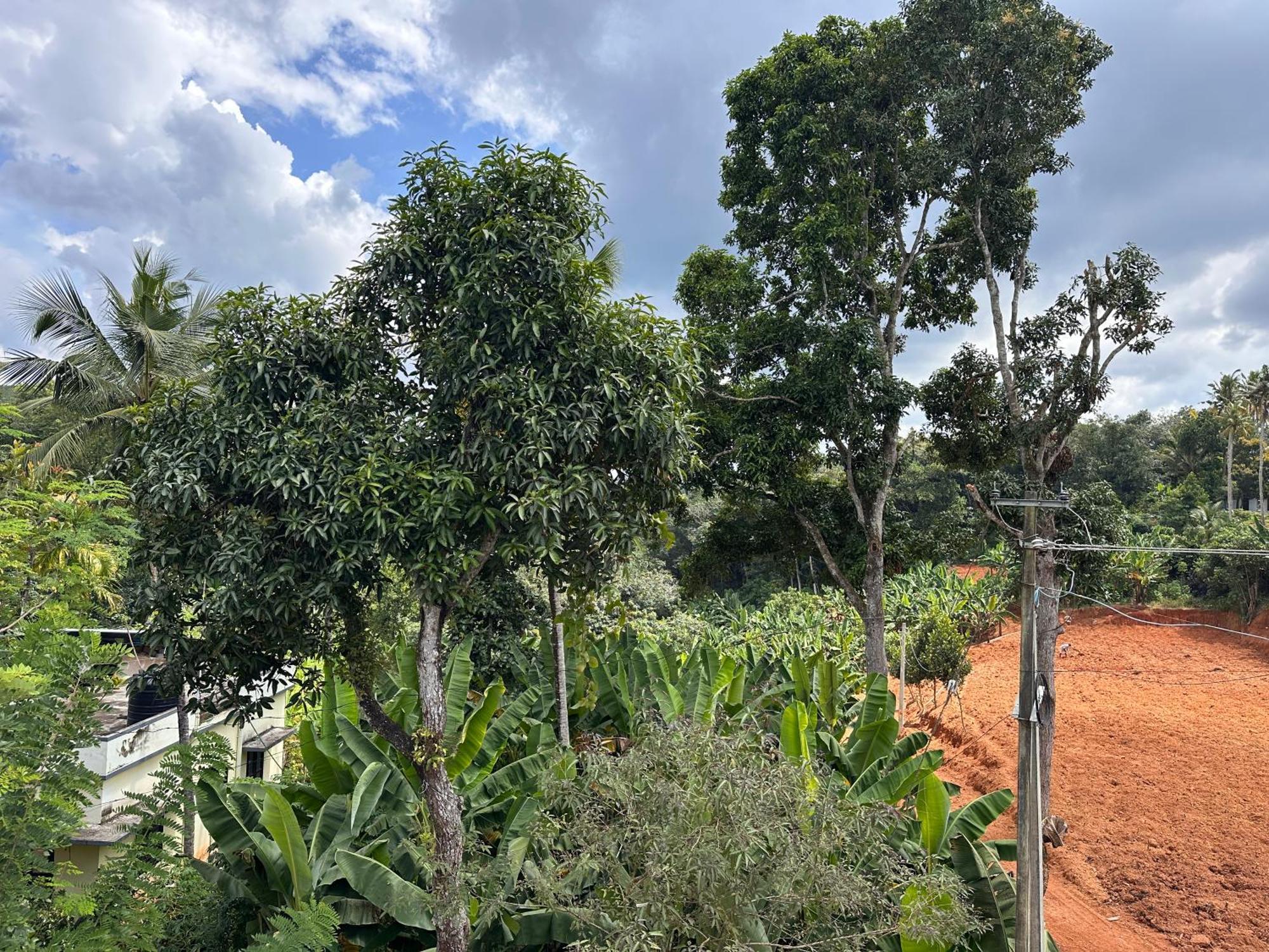 Kattil Farm Stay Varkala Thiruvananthapuram Dış mekan fotoğraf