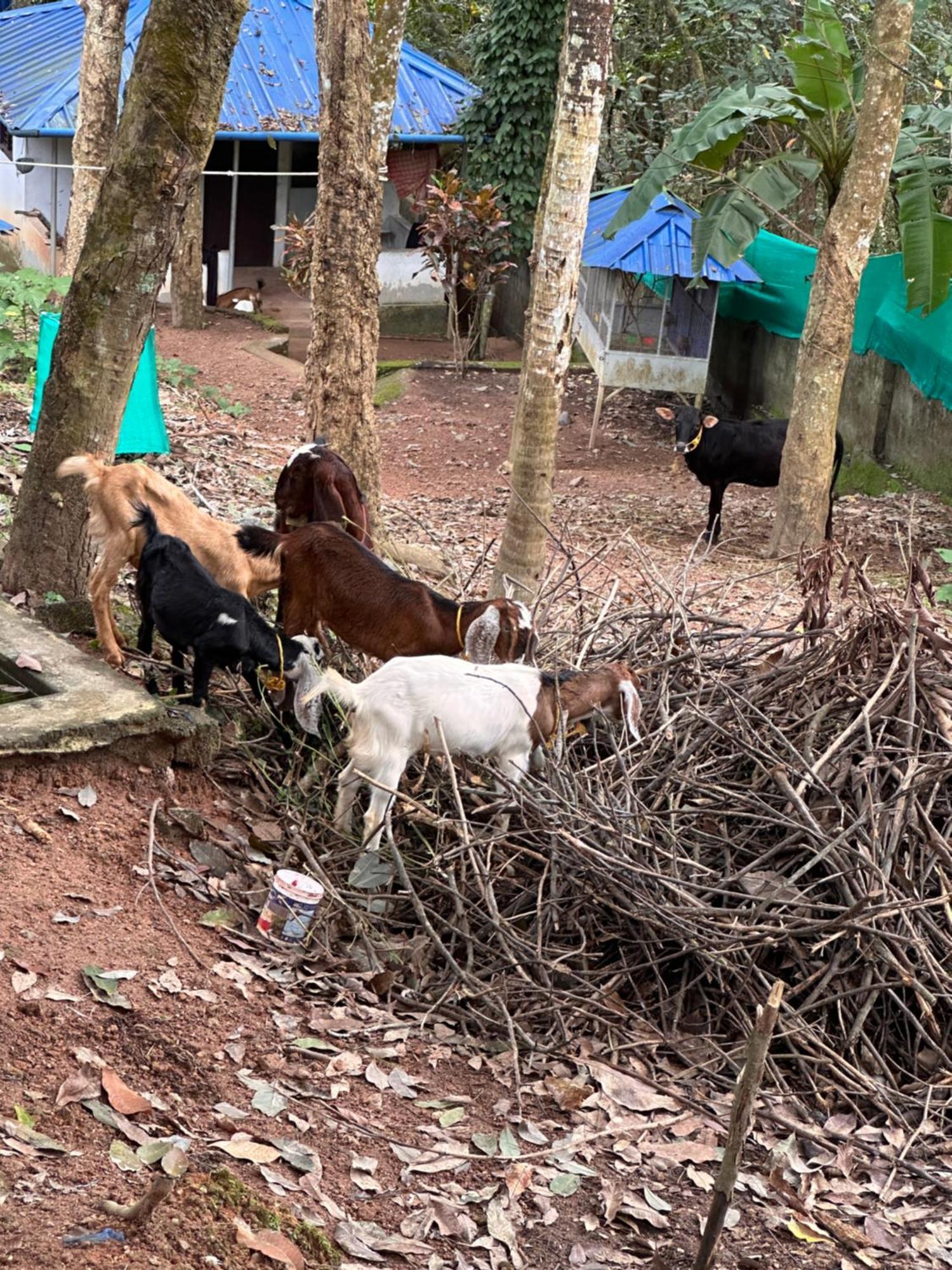 Kattil Farm Stay Varkala Thiruvananthapuram Dış mekan fotoğraf